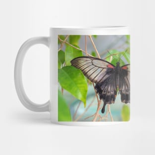 Common Mormon Butterfly - Papilio Polytes Mug